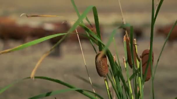 Veel koeien permanent in de buurt van waterreservoir — Stockvideo