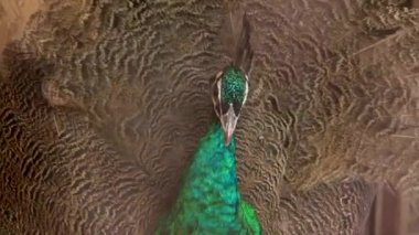 güzel tavuskuşu tüylü