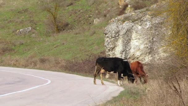 Duas vacas a moer perto da estrada — Vídeo de Stock