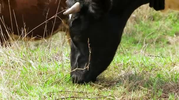 Vaca preta e branca comendo grama no pasto — Vídeo de Stock