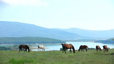 Dağ vadisinde otlayan atlar sürüsü