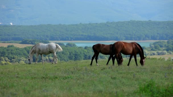 Три лошади пасутся на лугу — стоковое видео