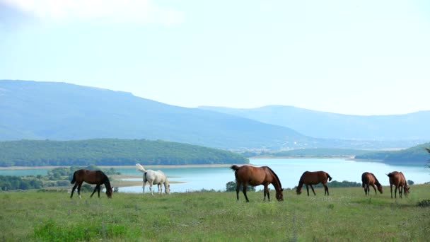 Стадо лошадей, пасущихся в горной долине — стоковое видео