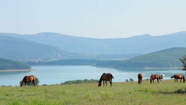 Manada de caballos pastando en el valle de la montaña — Vídeos de Stock