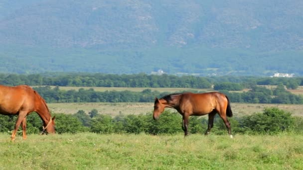 Pâturage de lièvres et de poulains dans les montagnes 