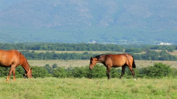 Маре і лоша випасу в горах — стокове відео