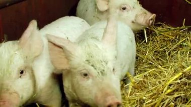 Üç yerli domuz yavruları döken