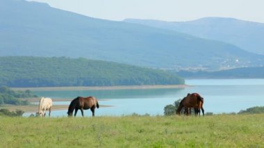 Vahşi atlar otlak besleme sürüsü