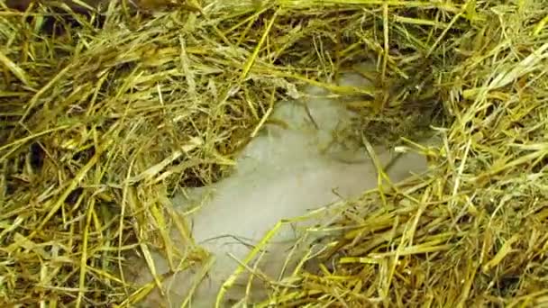Three Piglets Playing In Straw — Stock Video