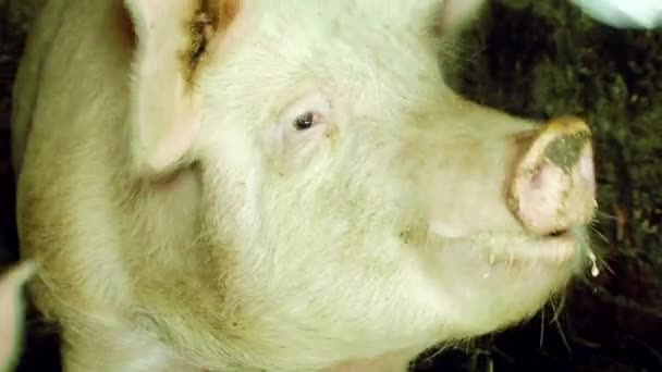 Domestic Pigs At Feeding Time — Stock Footage Domestic Pigs At Feeding Time Stock Video