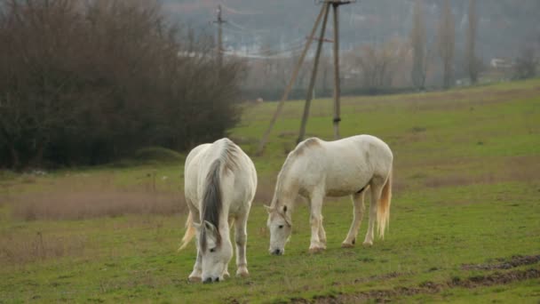 Twee witte paarden op de groene weide — Stockvideo