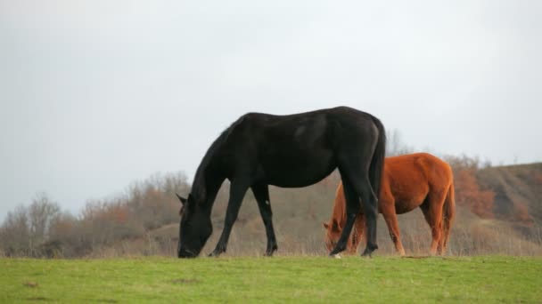 Zwarte en bruine paarden grazen In een veld — Stockvideo