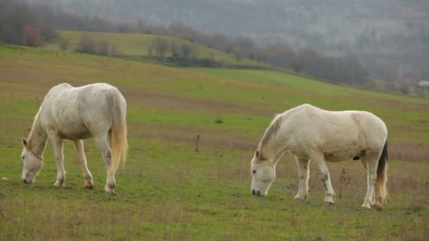 Deux beaux chevaux blancs pâturant dans les pâturages — Video