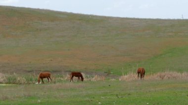 Küçük grup alanda otlayan atlar