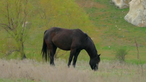 One Black Horse On Grass At Pasture — Stock Video