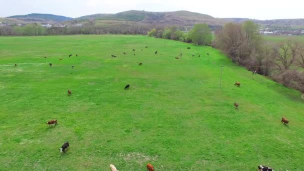 Manada de vacas sobre hierba en pasto verde — Vídeo de stock