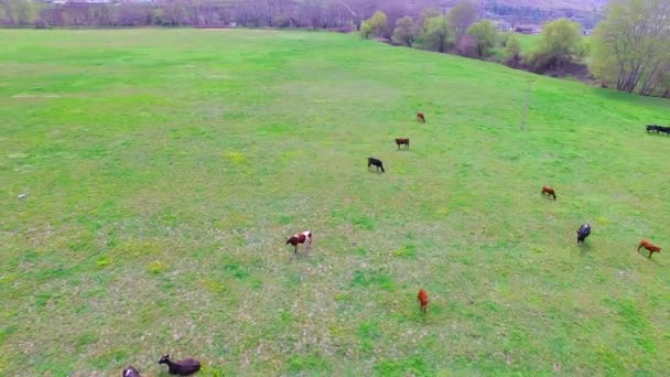 Groen veld met verschillende grazende koeien — Stockvideo