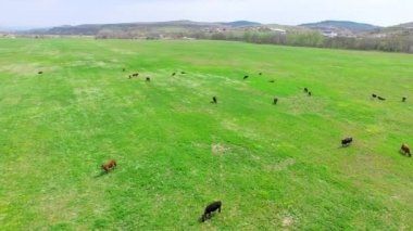 İnek sürüsü ile yeşil otsu çayır
