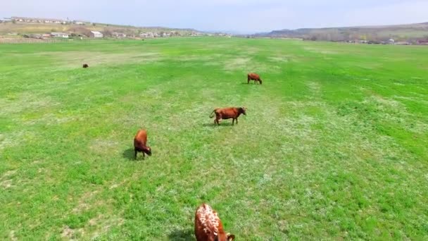 Zielone pola z stada krów — Wideo stockowe