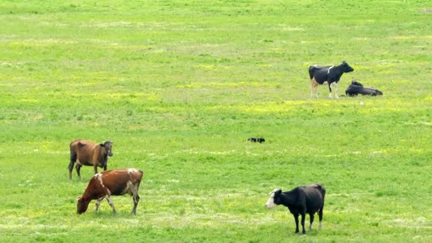 Plusieurs vaches mangeant de l'herbe sur le pâturage — Video