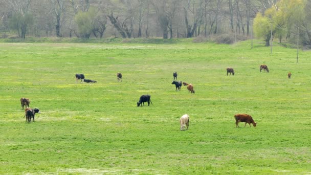 在郁郁葱葱的绿色草地上吃草的奶牛 — 图库视频影像