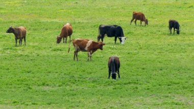 İnekler çim yeşil alan üzerine grup
