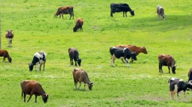 Birçok inekler otlatma yaz sahada