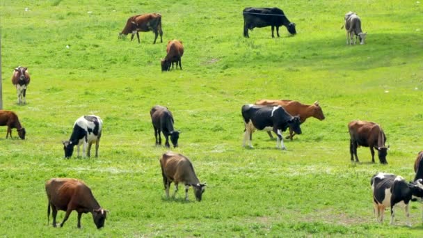 Many Cows Grazing On Summer Field — Stock Video