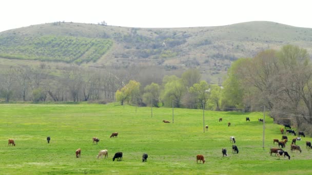 Groupe de vaches broutant dans la région montagneuse 