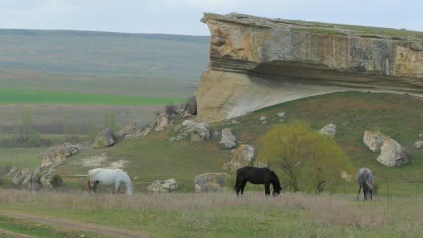三匹马，在岩石附近放牧 — 图库视频影像