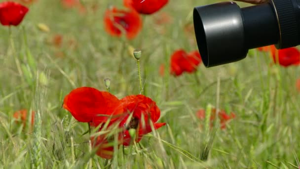 Poppies fotoğraflarını doğa fotoğrafçısı — Stok video