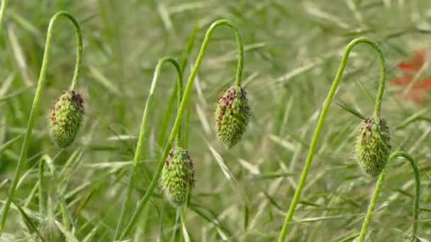 Poppy Buds balanceándose en la brisa — Vídeos de Stock