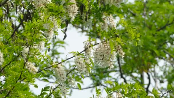 Hermoso árbol blanco de acacia en flor — Vídeos de Stock