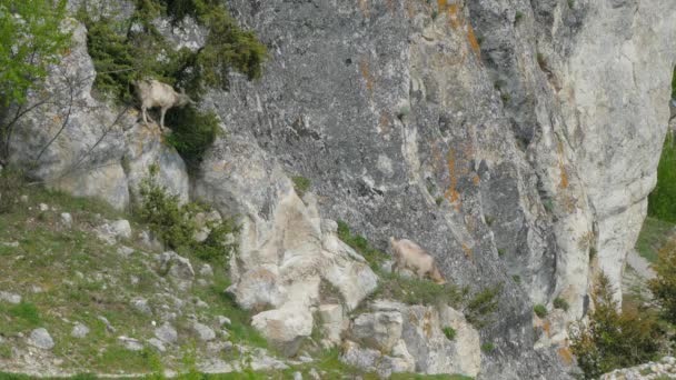 Cabras de montaña caminando en pendiente — Vídeo de stock