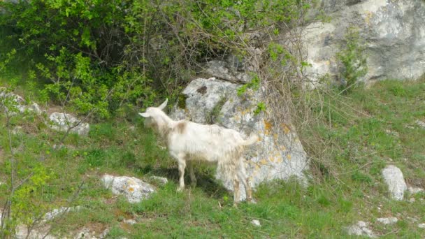 Дикая коза, питающаяся листьями — стоковое видео