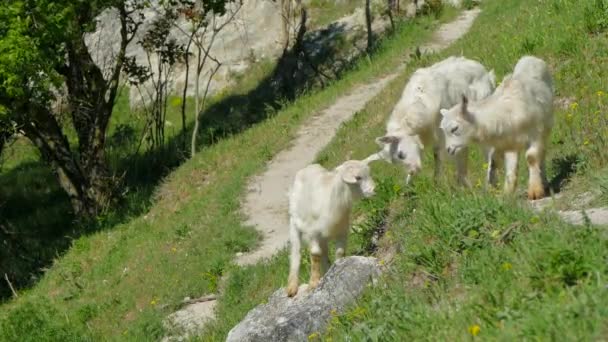 Дикие козы пасутся на зеленом склоне — стоковое видео