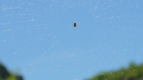 Pequeña araña en la web contra el cielo azul — Vídeo de stock