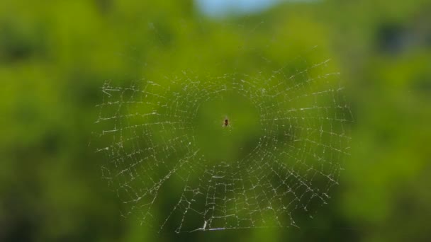 Web redonda con araña en la naturaleza — Vídeos de Stock