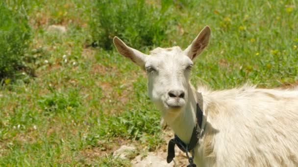 Mountain Goat Chewing Grass — Stock Video