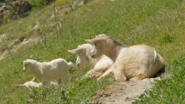 Горные козы пасутся на зеленом пастбище — стоковое видео