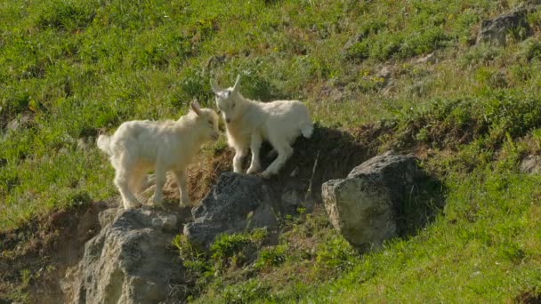 Kleine geiten stoten op weide — Stockvideo