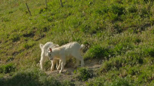Deux enfants de chèvre se battant sur le pâturage vert 