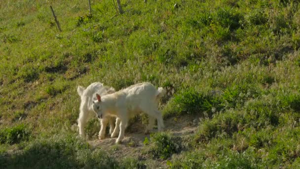 Two Goat Kids Fighting On Green Pasture — Stock Video