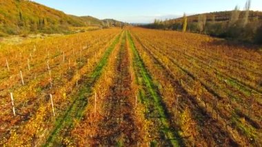 Havadan görünümü. Sonbahar, sarı üzüm bağları satırları