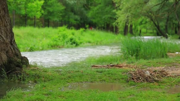 Fluss in Flut fließt in grünen Park — Stockvideo