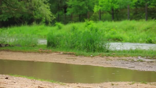 Fröhliches Mädchen spielt in Pfütze in Flussnähe — Stockvideo