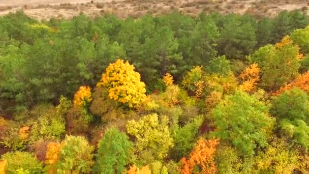 AERIAL VIEW. Multicolored Trees In Park In Autumn — Stock Video