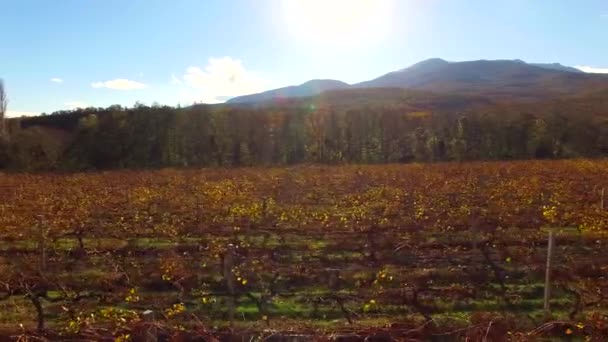 VUE AÉRIENNE. Vignobles secs contre le soleil brillant à l'automne — Video