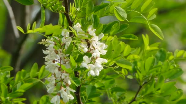 Пчелы и дерево Акация в цвету — стоковое видео