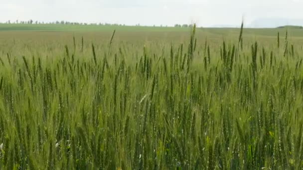 Campo de trigo verde bajo cielo gris — Vídeos de Stock